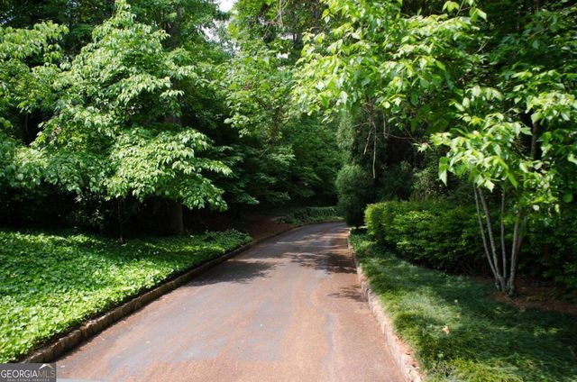 a view of a garden with plants and large trees