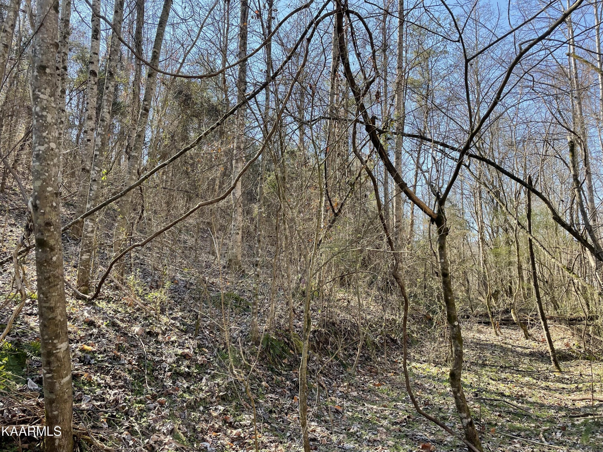 102 Mountain Mist Lane Del Rio, TN 37727 - Photo 18 of 35 a backyard of a house with lots of green space