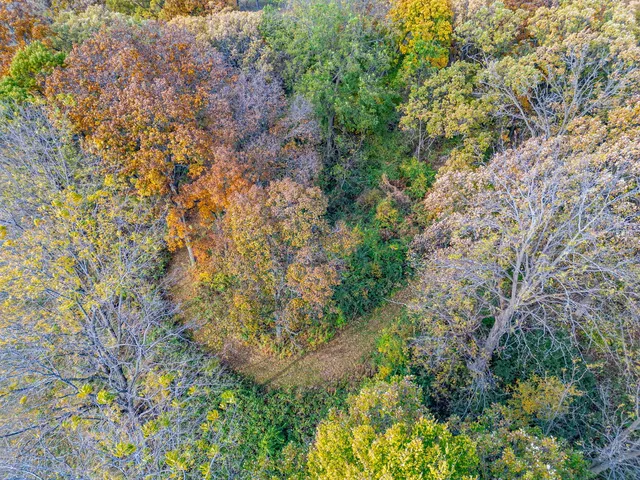 a view of a garden with a tree
