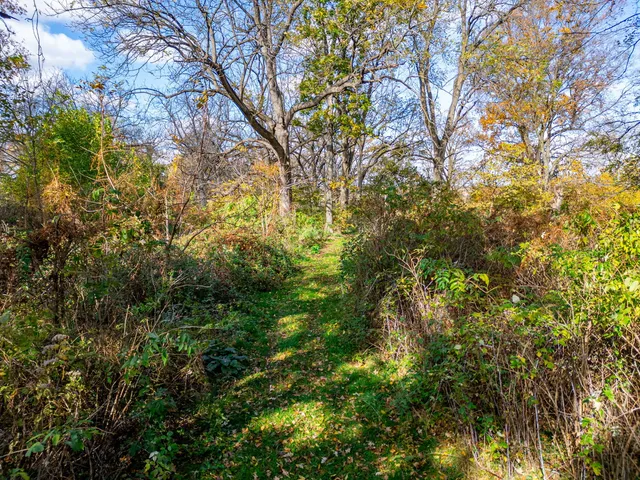 a view of a garden with plants and trees