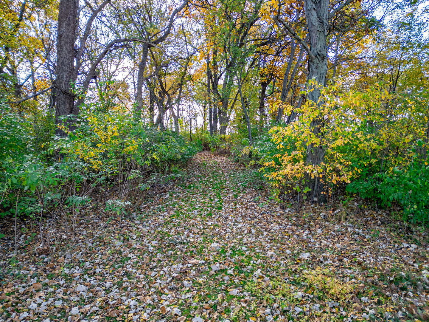 X North Boone School Road Poplar Grove, IL 61065 - Photo 19 of 20 a view of a garden with plants and trees