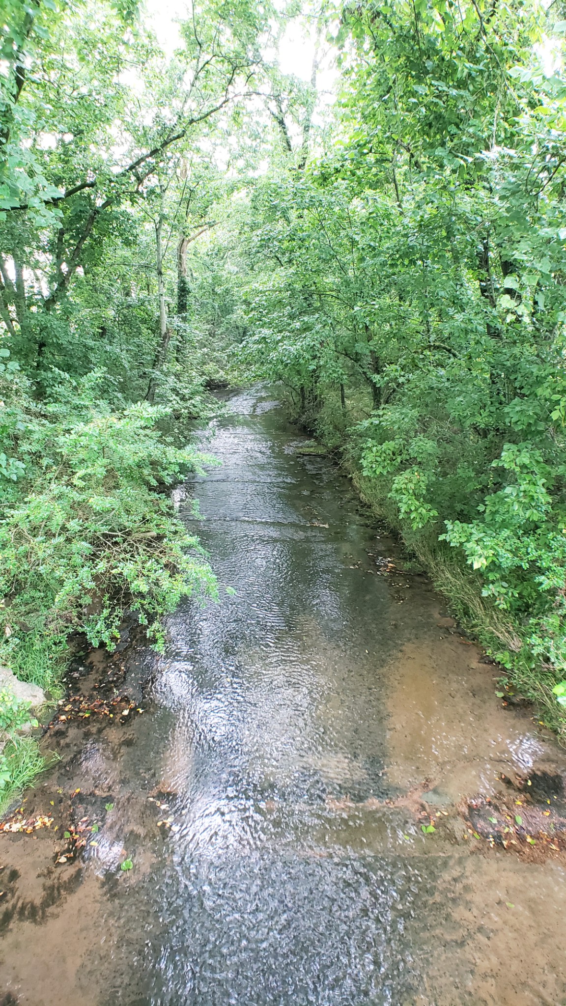 0 Bankshire Road Beechgrove, TN 37018 - Photo 2 of 2 a view of a dirt road with large trees