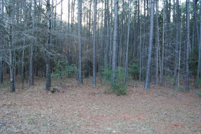 3594 Moon Mist Road Appling, GA 30802 - Photo 14 of 15
