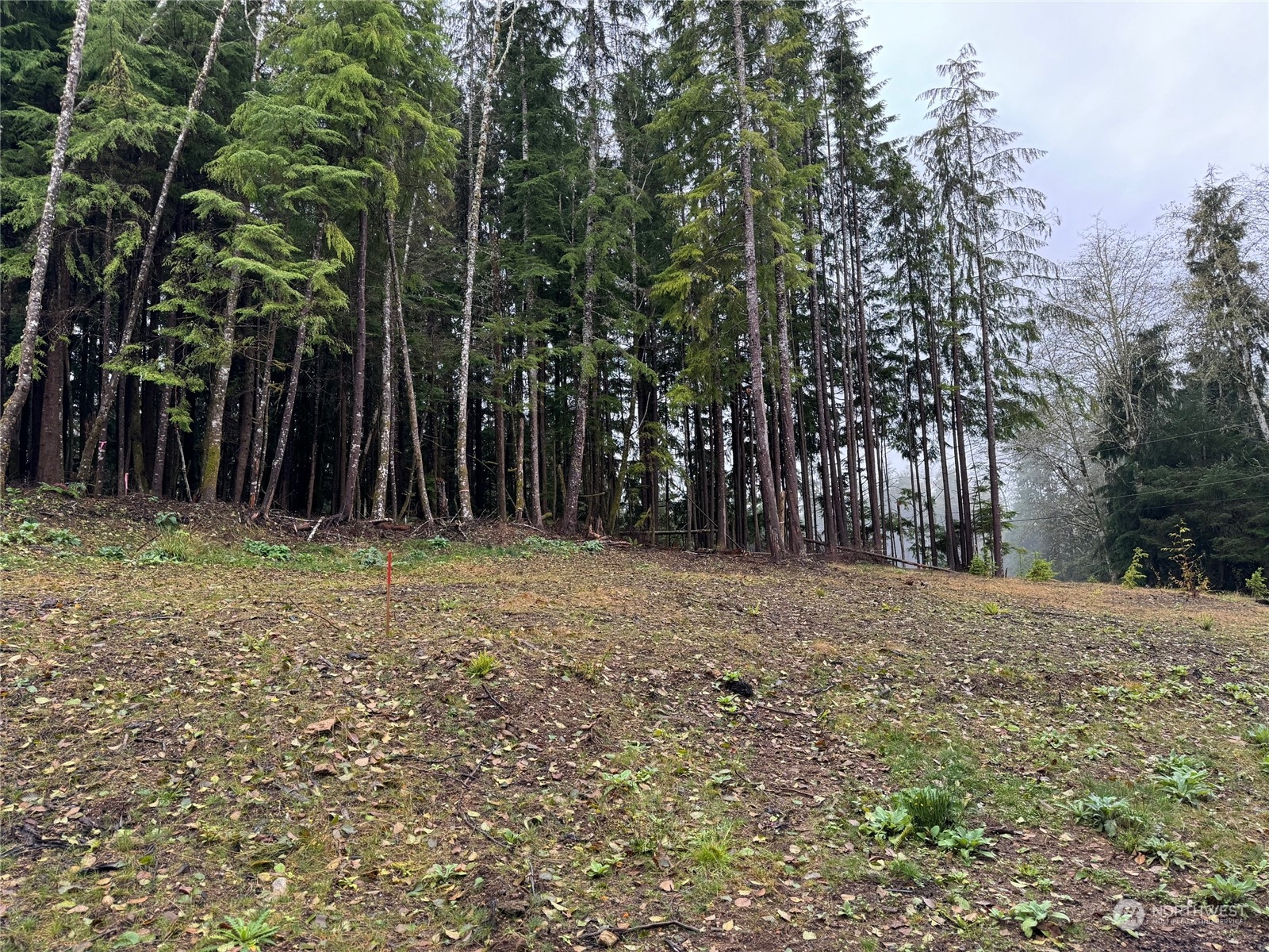 554 Eagle Point Road Sekiu, WA 98381 - Photo 2 of 5 a view of backyard with green space