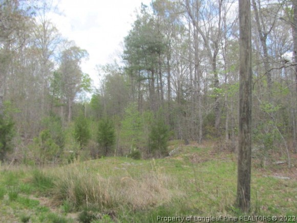 0 South Plank Road Cameron, NC 28326 - Photo 4 of 8 a view of a forest that has a tree in it
