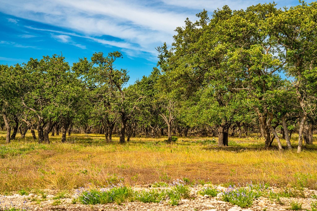 Lot 8 Reservation Road, Unit 8 Harper, TX 78631 - Photo 3 of 7 Gallery Image 3