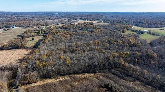 a view of a garden with plants and a small tree