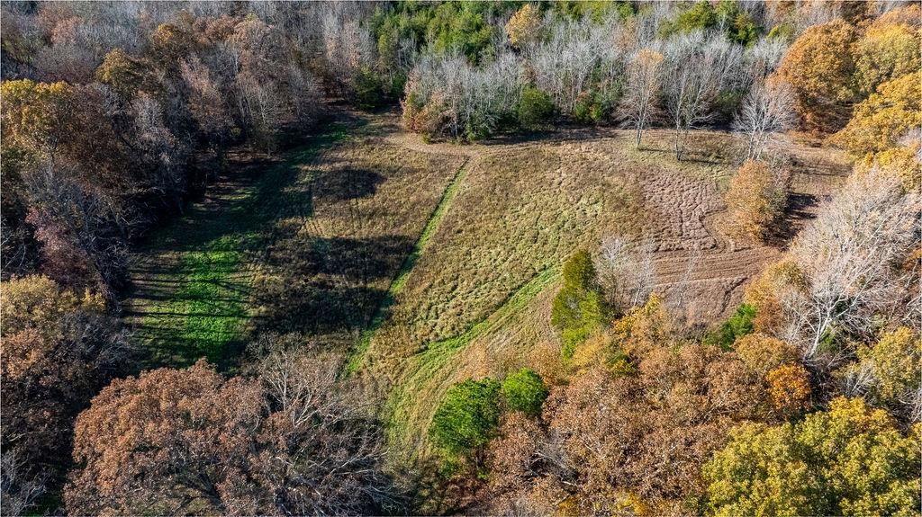 6301 Rochester Road Drakesboro, KY 42337 - Photo 8 of 8 a view of a yard with plants and large trees