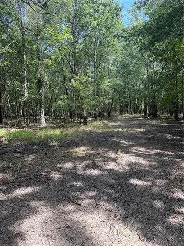 a view of a yard with trees
