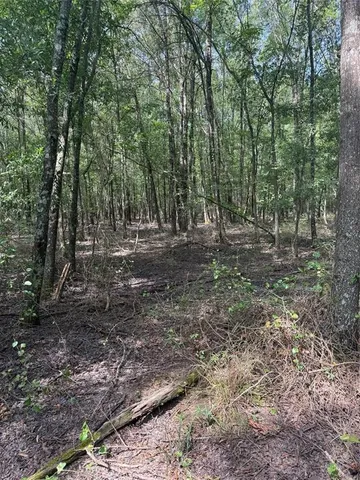 a view of a forest with trees in the background