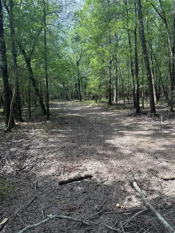 a view of a yard with a trees