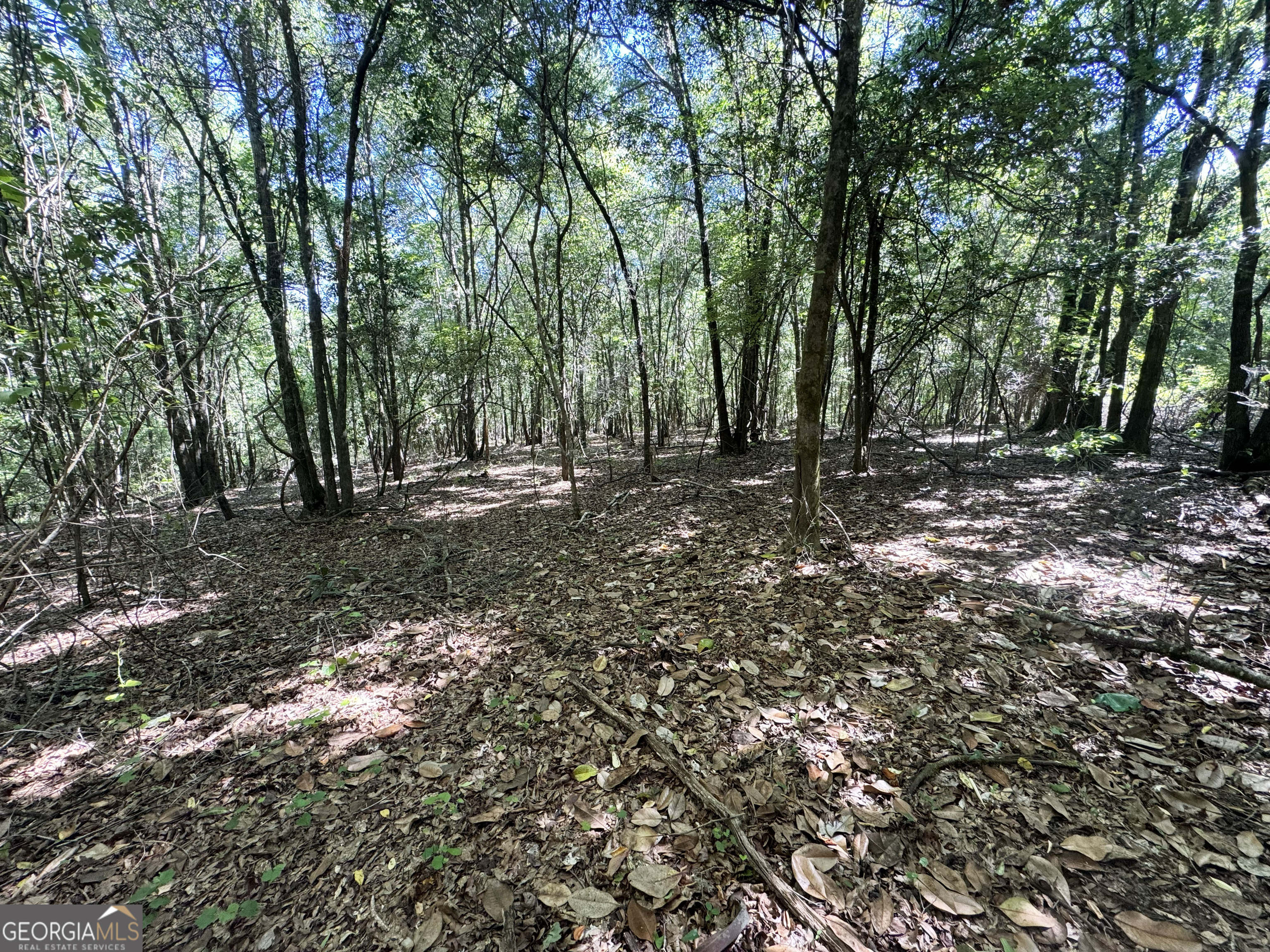 2415 Highway 82 Cuthbert, GA 39840 - Photo 11 of 25 a view of a forest with trees in the background