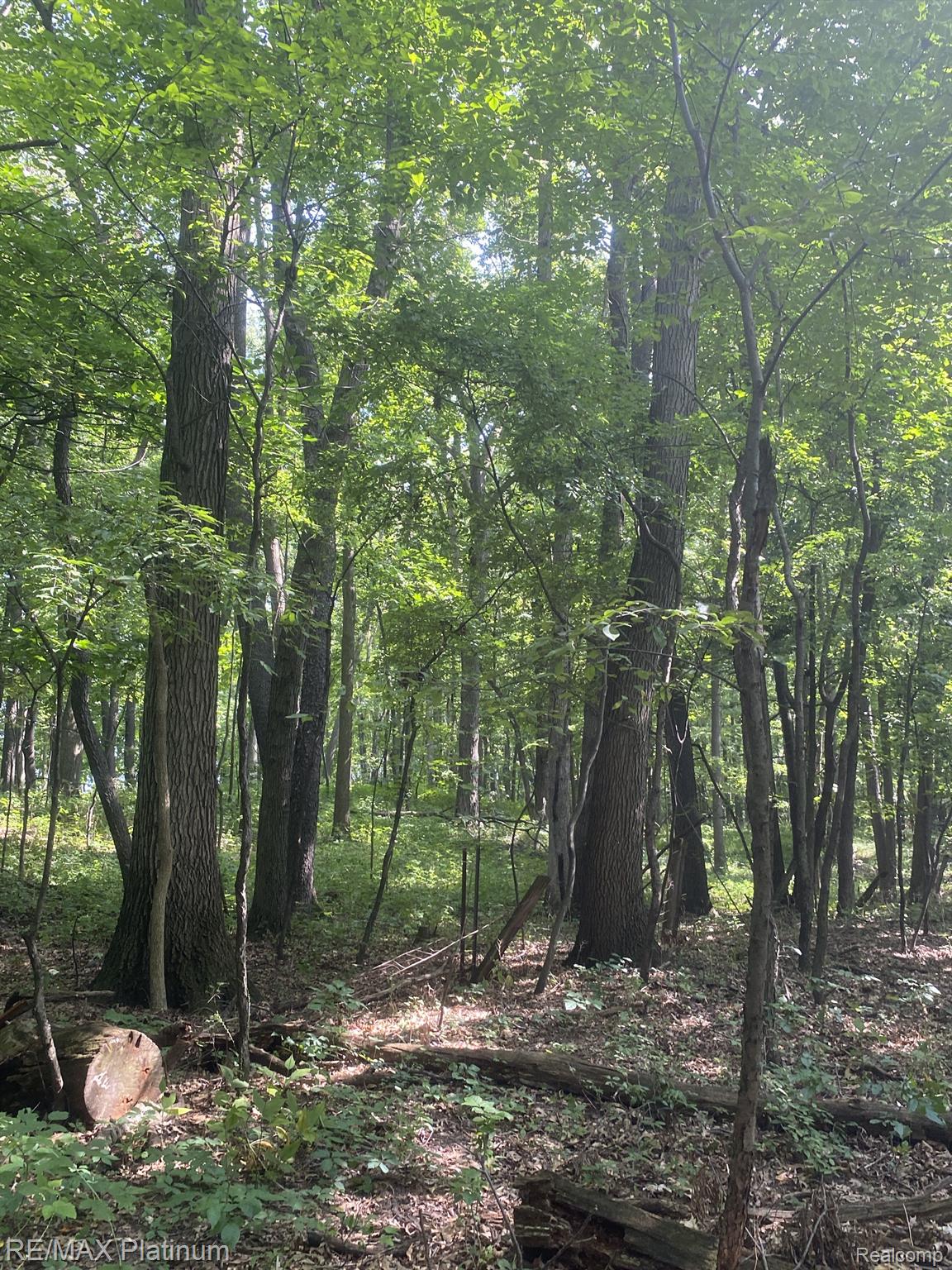 1215 South Bull Run Road Fowlerville, MI 48836 - Photo 58 of 80 Some Timber for the Wildlife.