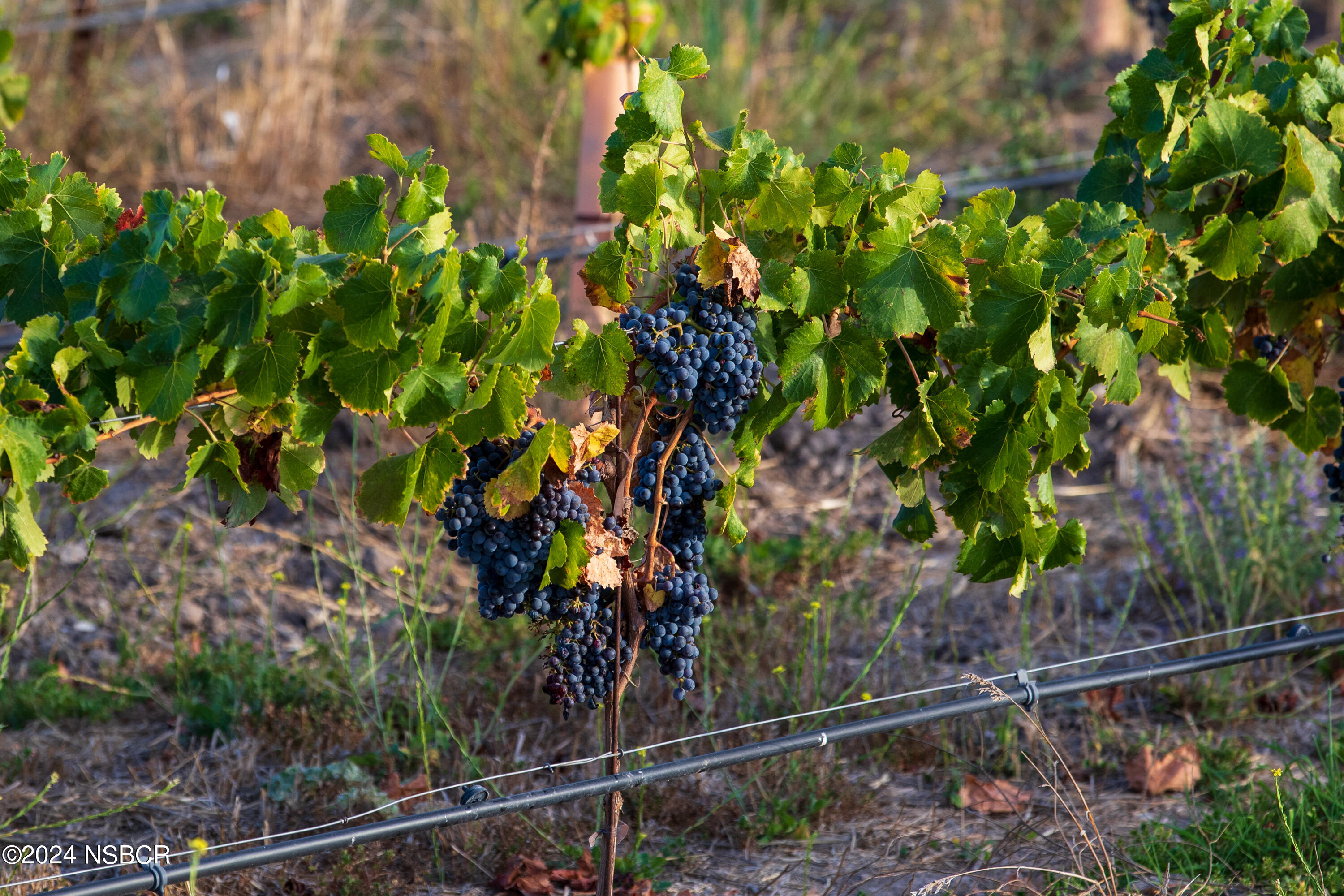 Undisclosed Address Santa Ynez, CA 93460 - Photo 13 of 80 Coyote Hills Ranch & Vineyard