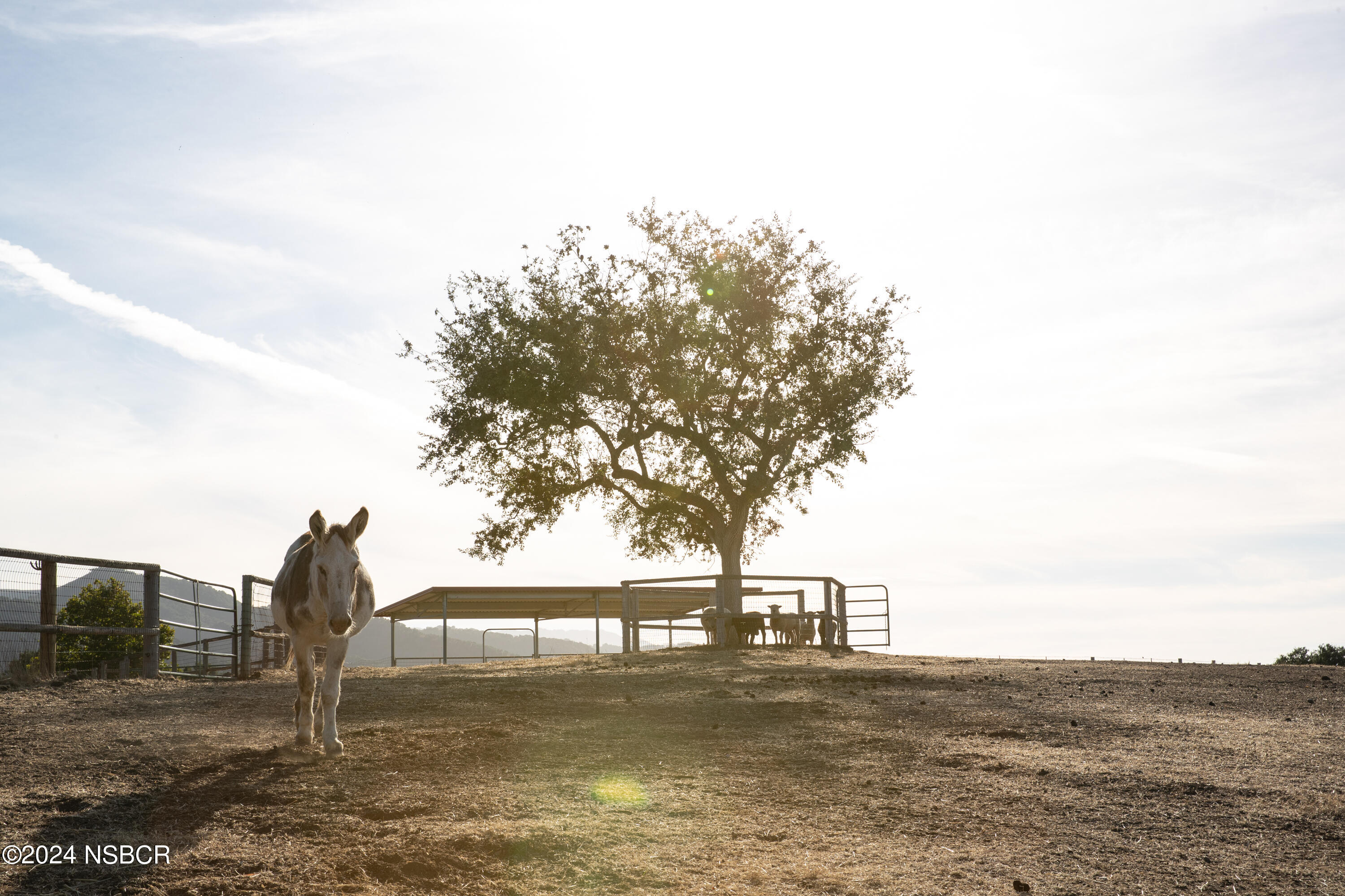 Undisclosed Address Santa Ynez, CA 93460 - Photo 21 of 80 Coyote Hills Ranch & Vineyard
