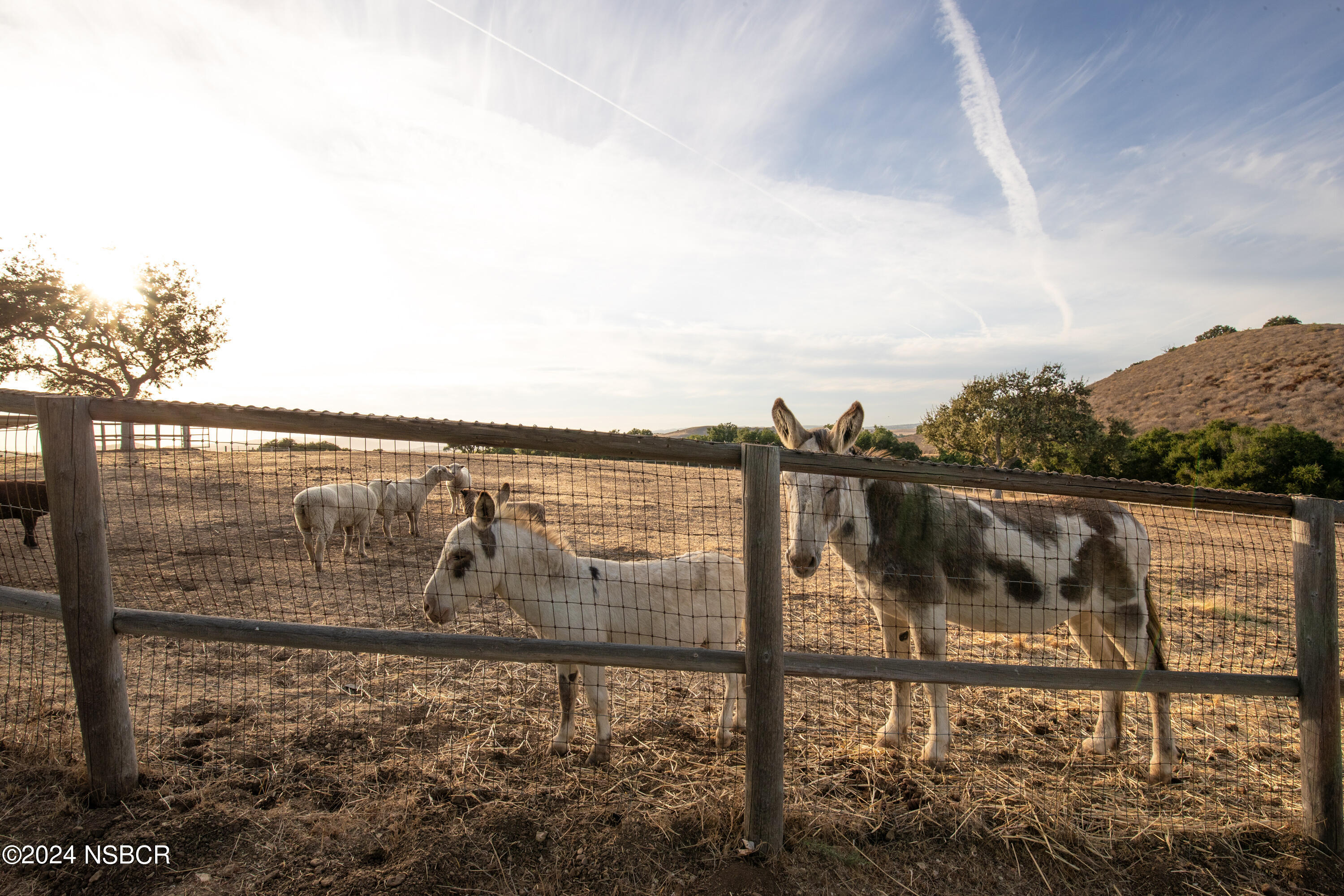 Undisclosed Address Santa Ynez, CA 93460 - Photo 27 of 80 Coyote Hills Ranch & Vineyard