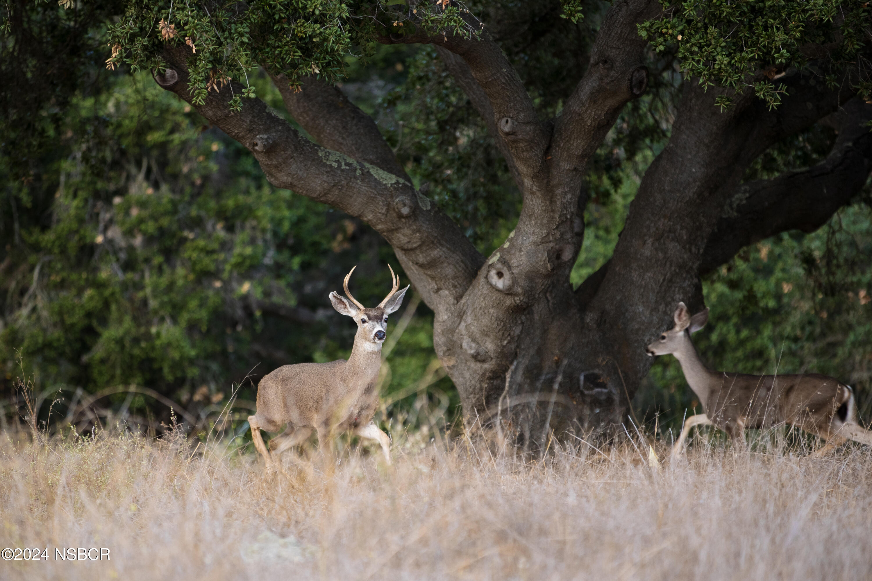 Undisclosed Address Santa Ynez, CA 93460 - Photo 28 of 80 Coyote Hills Ranch & Vineyard