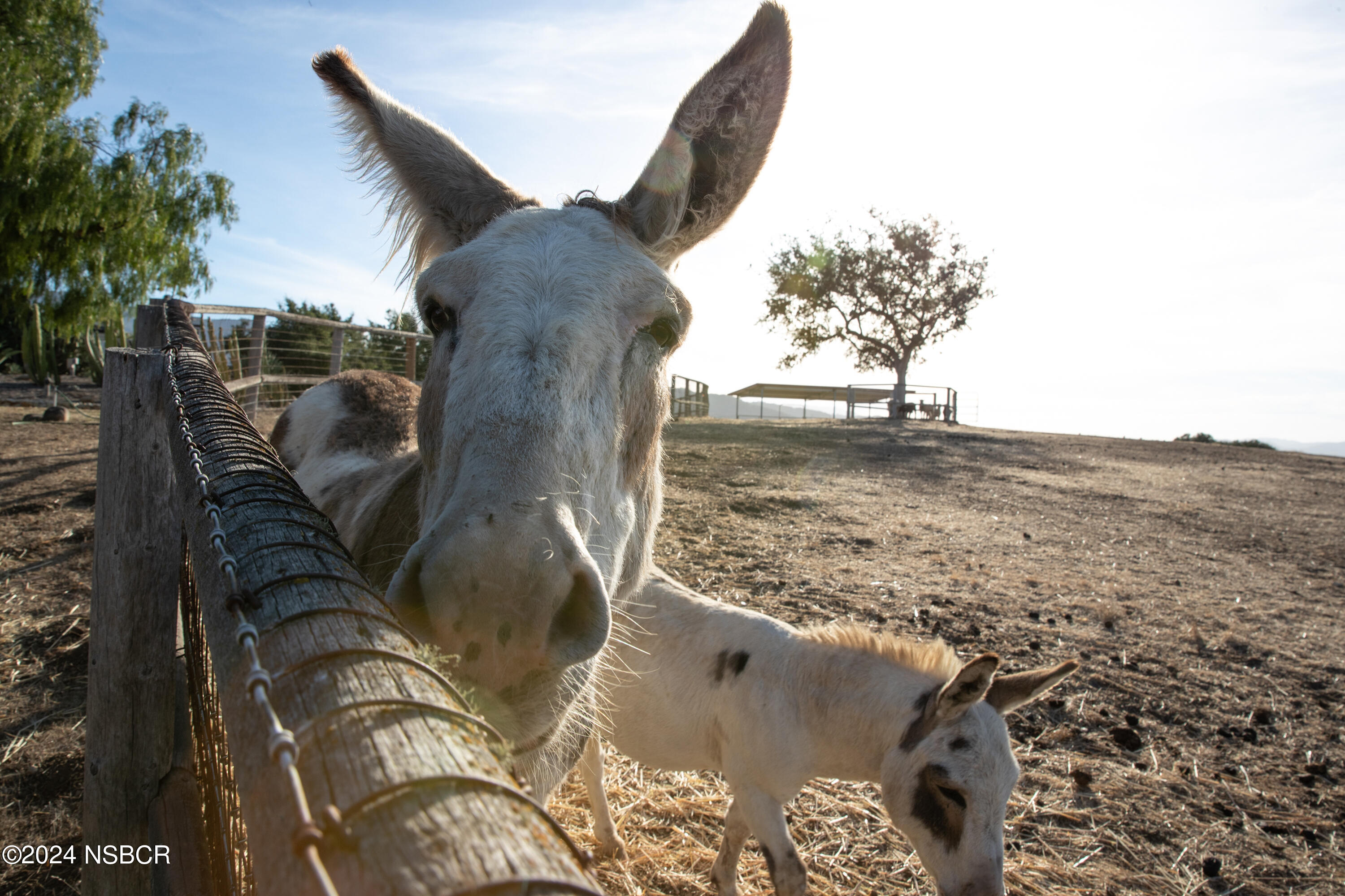 Undisclosed Address Santa Ynez, CA 93460 - Photo 29 of 80 Coyote Hills Ranch & Vineyard