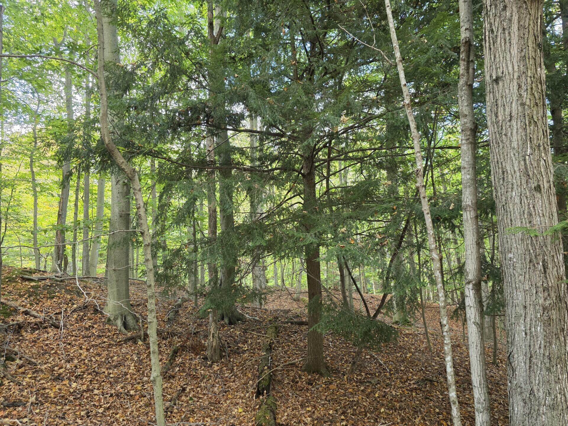 Vl Meyers Road Ludington, MI 49431 - Photo 9 of 23 9