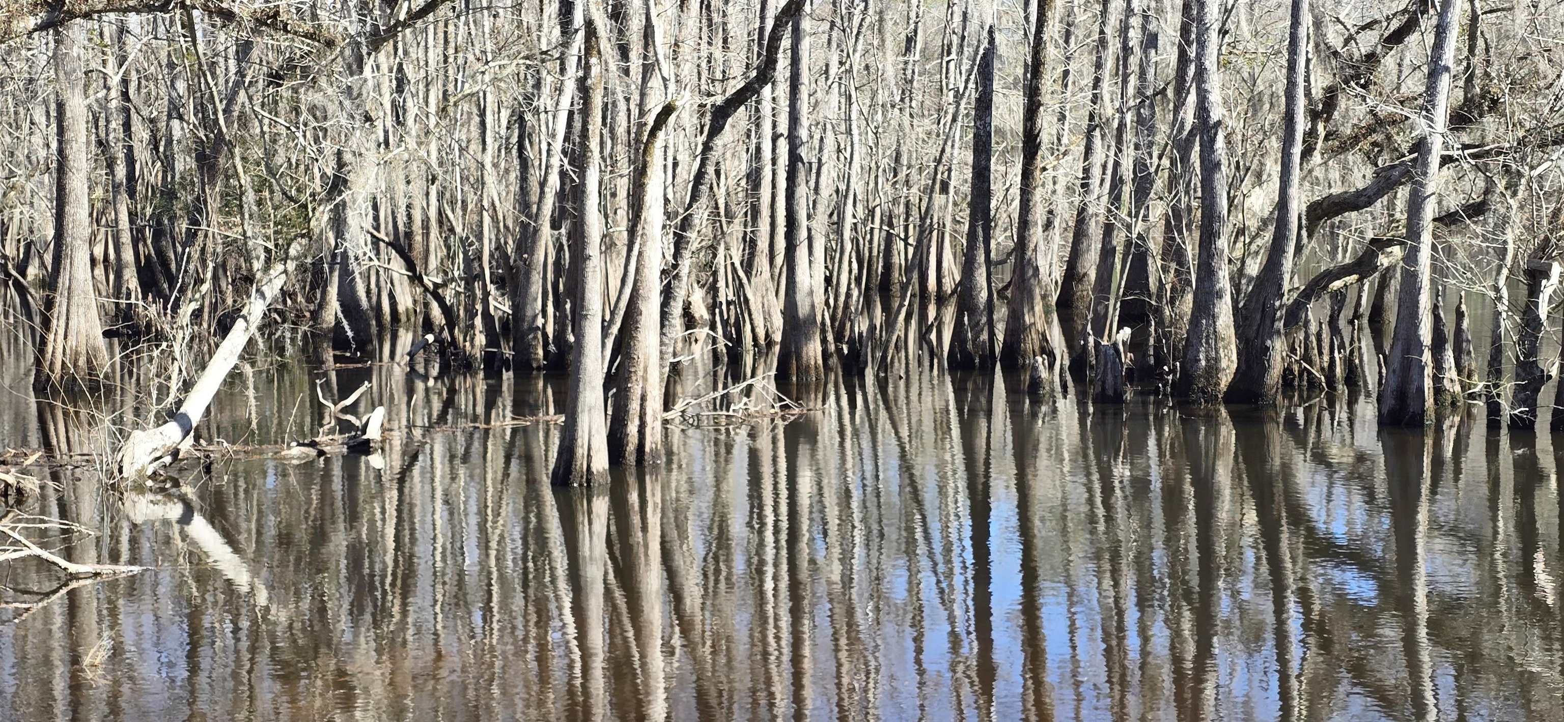 415 Locust Tree Court Gresham, SC 29546 - Photo 41 of 42