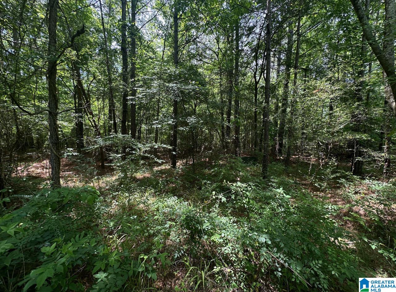 0 Club House Road Sylacauga, AL 35150 - Photo 4 of 6