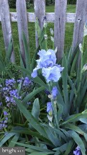 838 Beechwood Road Havertown, PA 19083 - Photo 54 of 69 bearded dragon perennials in garden