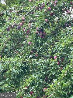 838 Beechwood Road Havertown, PA 19083 - Photo 58 of 69 Fruitful plum tree bearing delicious plums