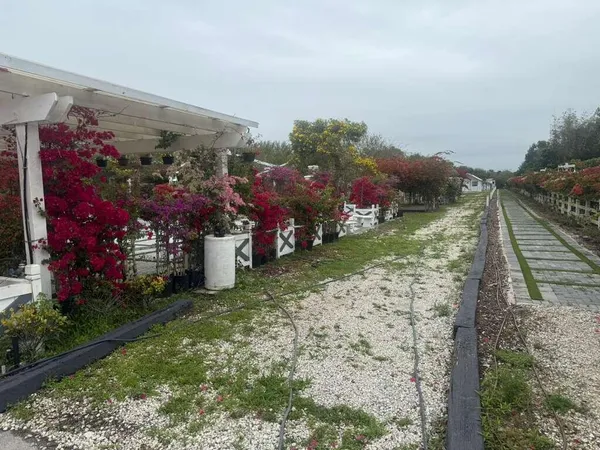 a view of a road with plants and trees