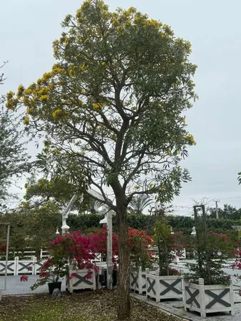 a view of a yard with a tree