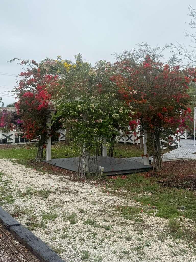4680 Southwest 148th Avenue Southwest Ranches, FL 33330 - Photo 15 of 15 a view of a yard with a tree