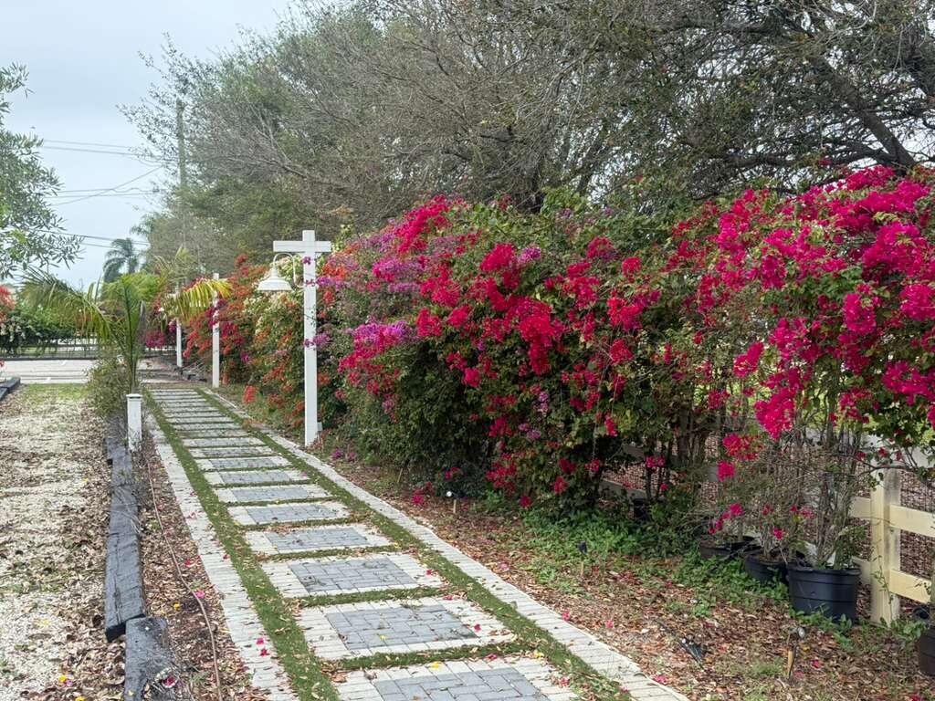 4680 Southwest 148th Avenue Southwest Ranches, FL 33330 - Photo 5 of 15 a picture of flowers