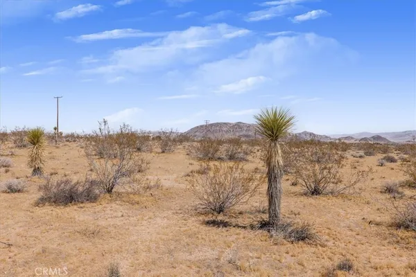 a view of a dry yard