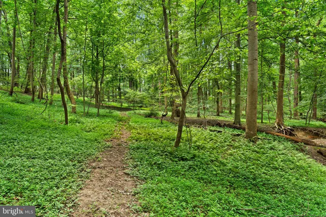 a view of a park with large trees