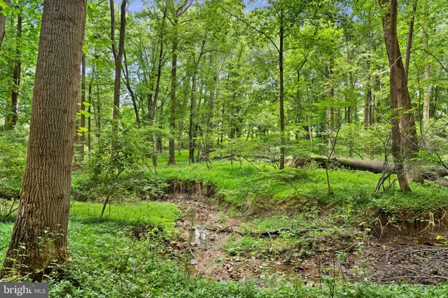 a green field with lots of bushes
