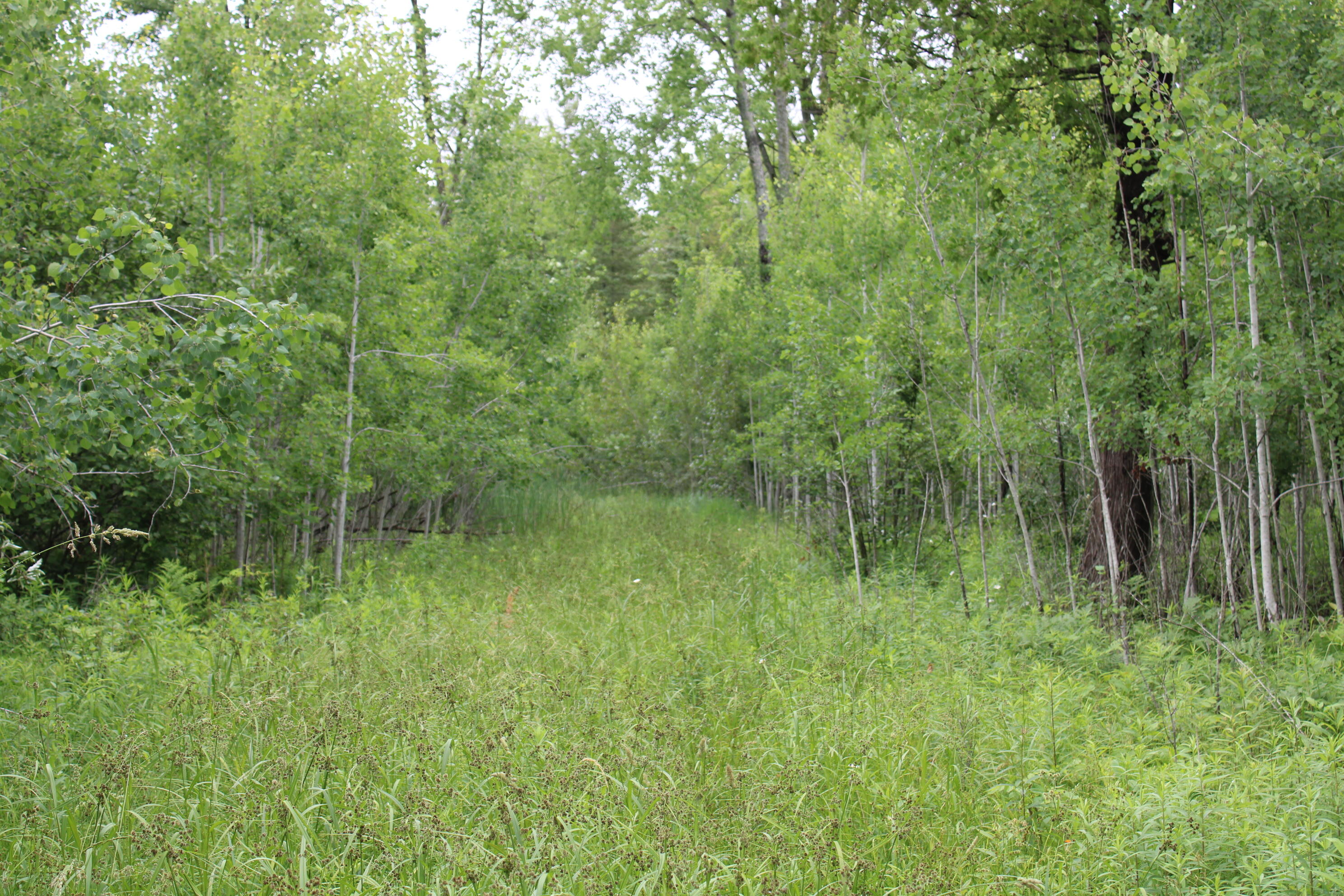 -vl Nappers Road Herron, MI 49744 - Photo 13 of 24 IMG_3285