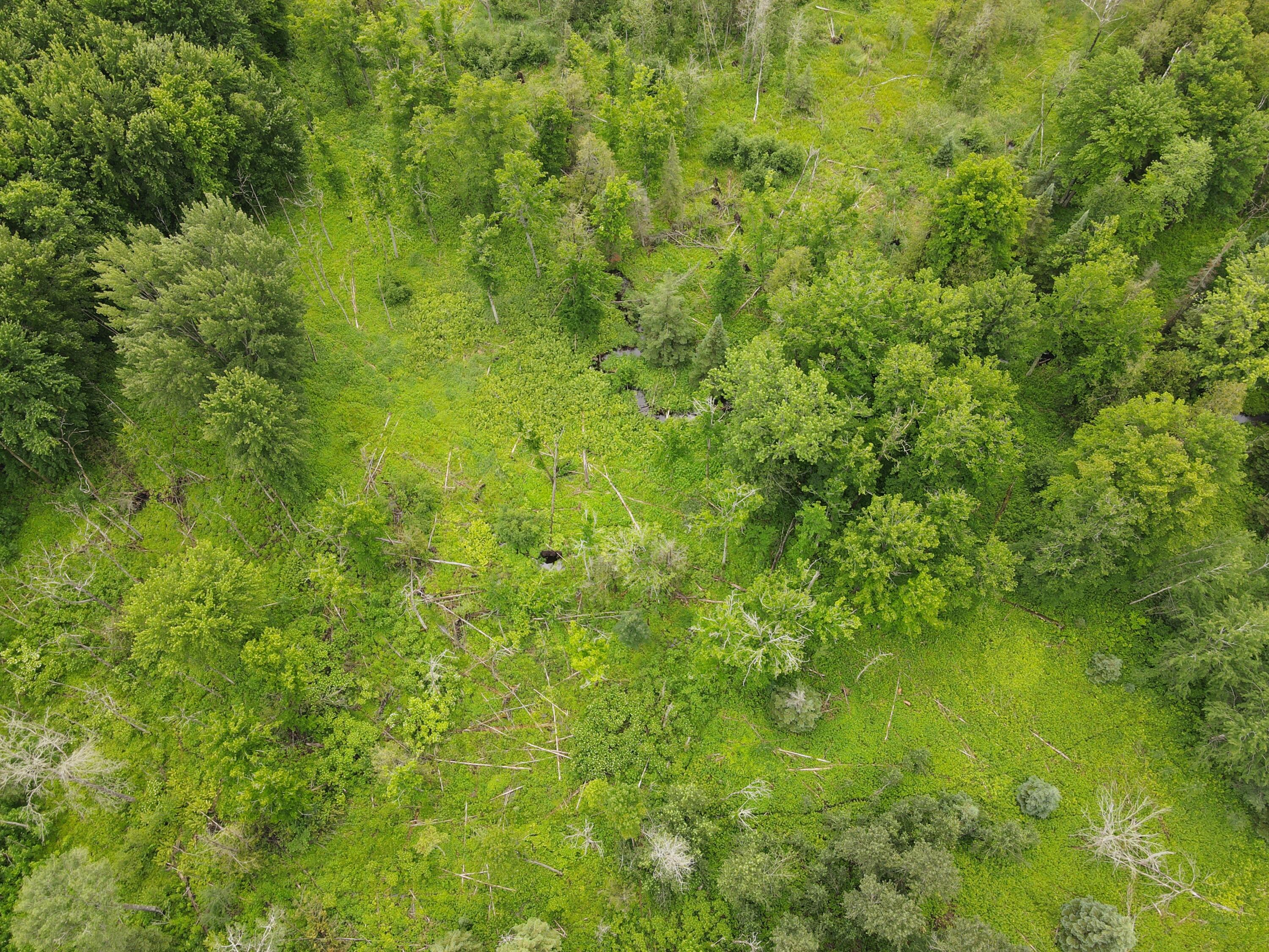 -vl Nappers Road Herron, MI 49744 - Photo 8 of 24 DJI_0425