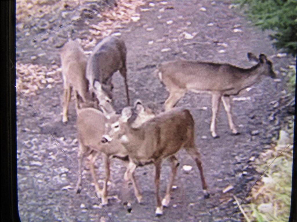 235 Pine Knob Road Hopwood, PA 15445 - Photo 23 of 39 a view of barbeque area
