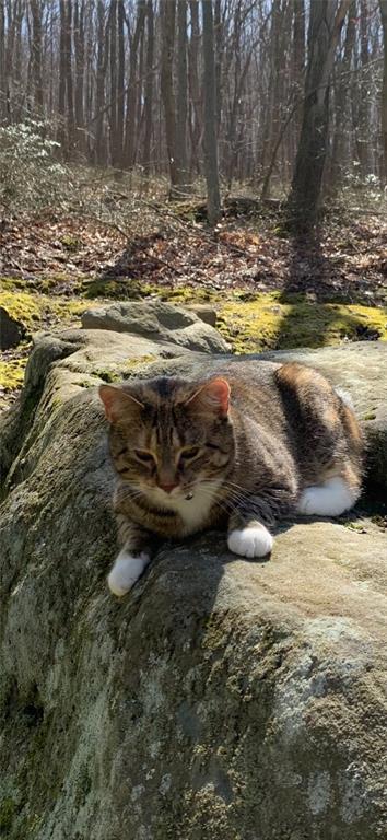 235 Pine Knob Road Hopwood, PA 15445 - Photo 31 of 39 a view of lake view