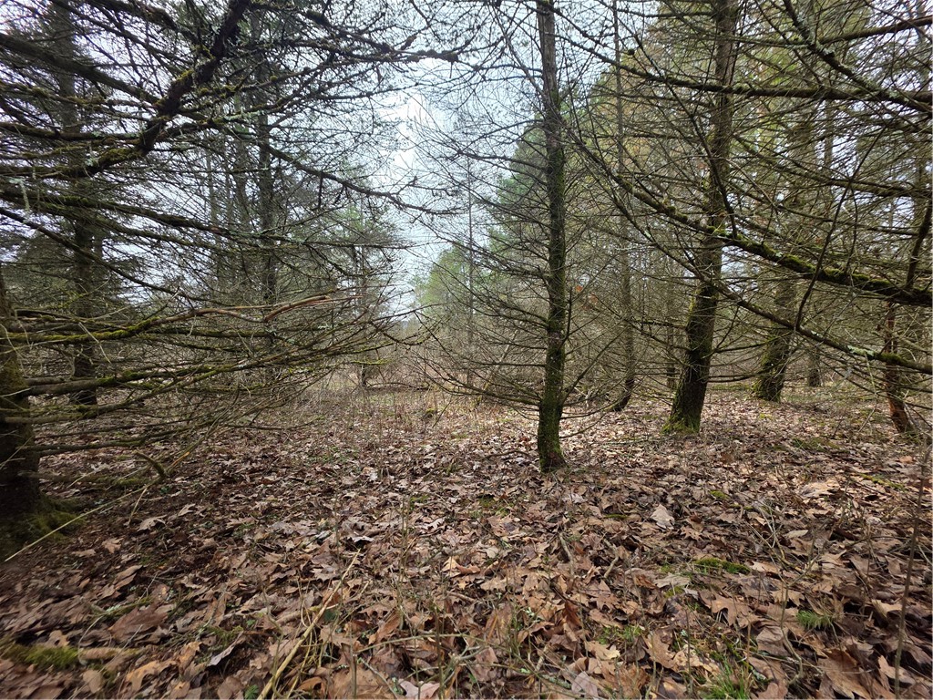 Dingman Hill Road Bainbridge, NY 13733 - Photo 14 of 21