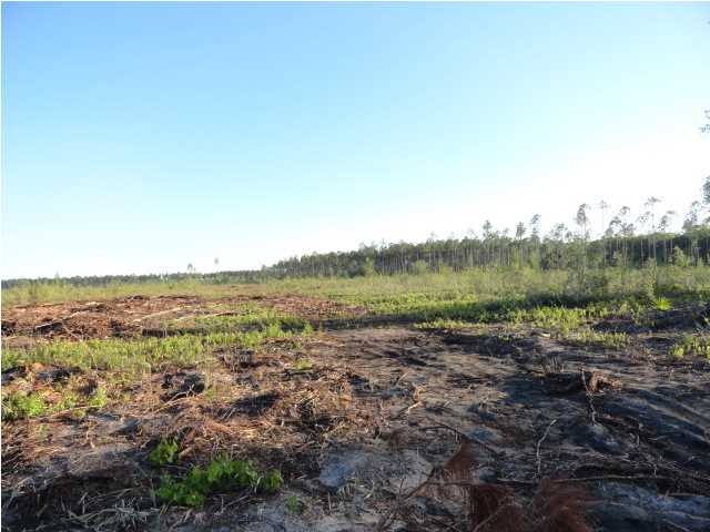 4 Hickory Hammock Road Carrabelle, FL 32322 - Photo 1 of 1