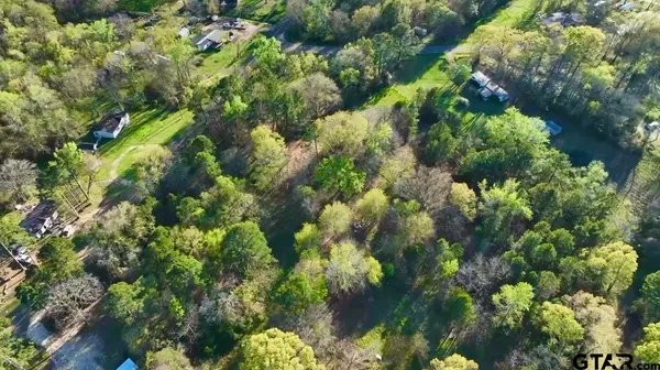 a plant with lots of trees