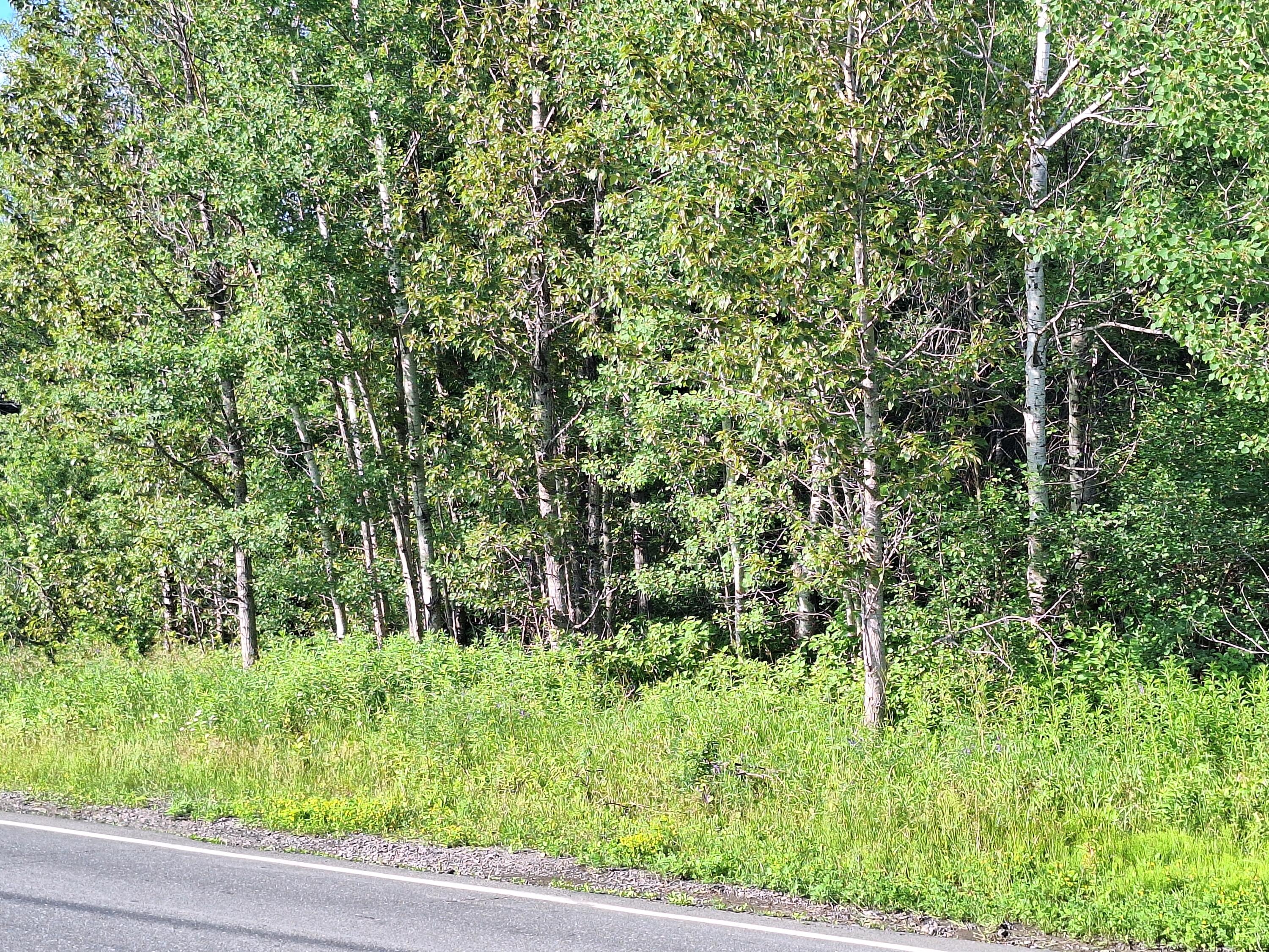 Lot 36 Grimes Road Caribou, ME 04736 - Photo 15 of 31 20250708_171447