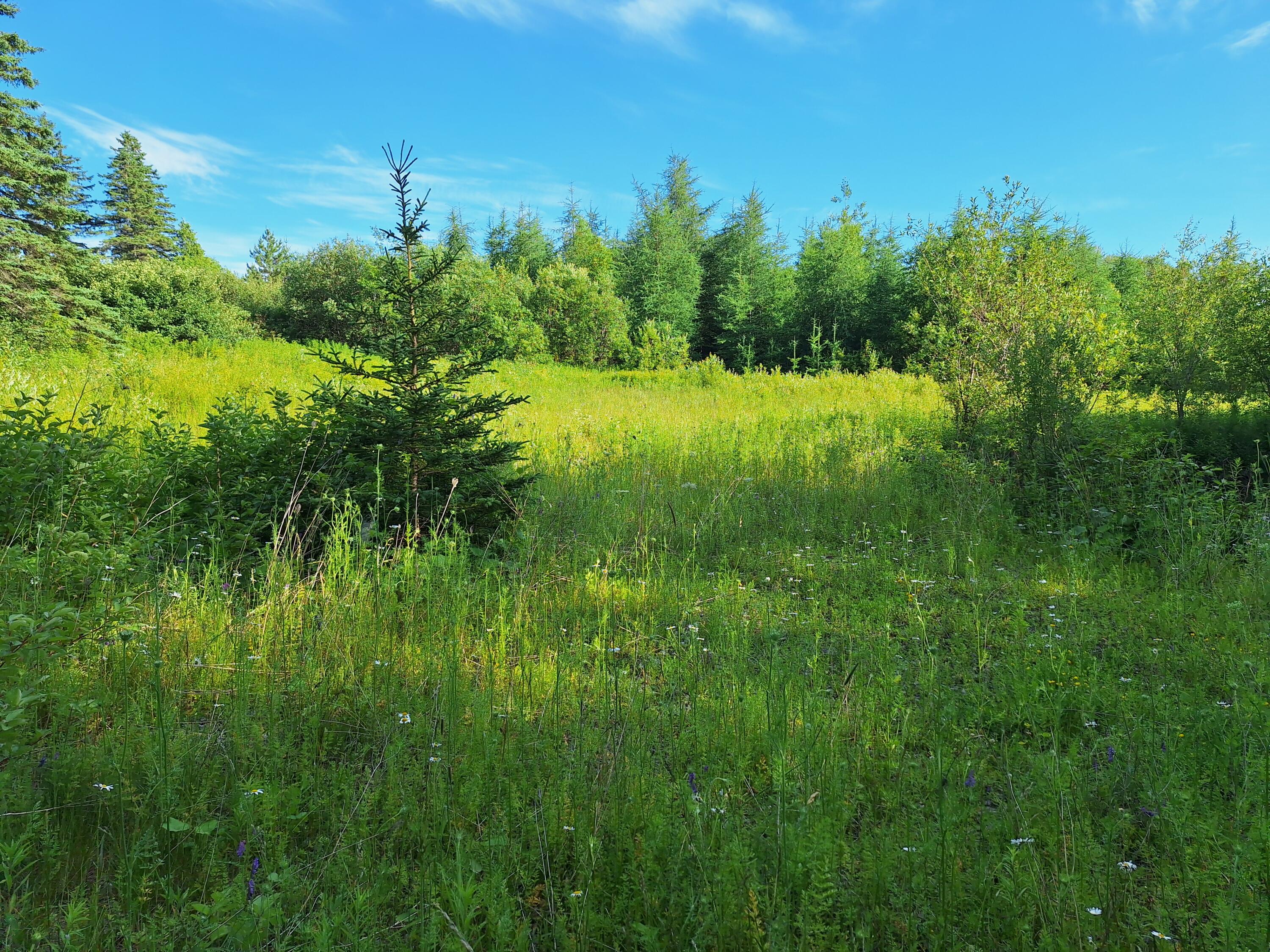 Lot 36 Grimes Road Caribou, ME 04736 - Photo 2 of 31 20250708_172016