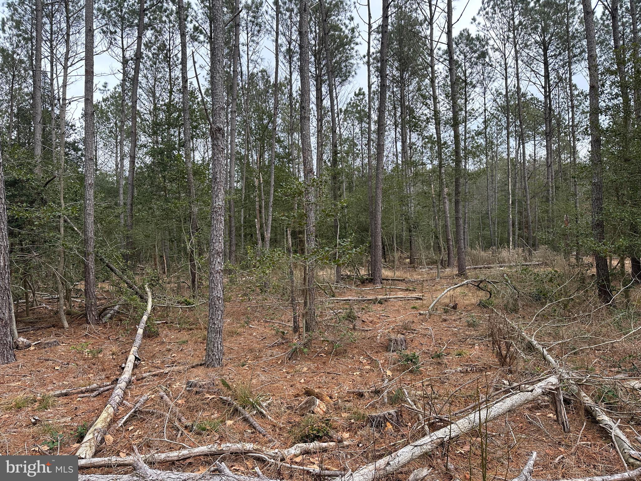 0 Whitesburg Road Snow Hill, MD 21863 - Photo 14 of 69