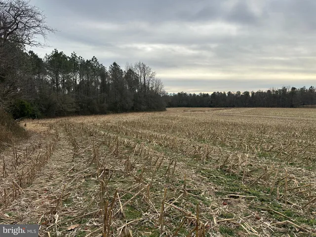 a view of a forest filled with trees