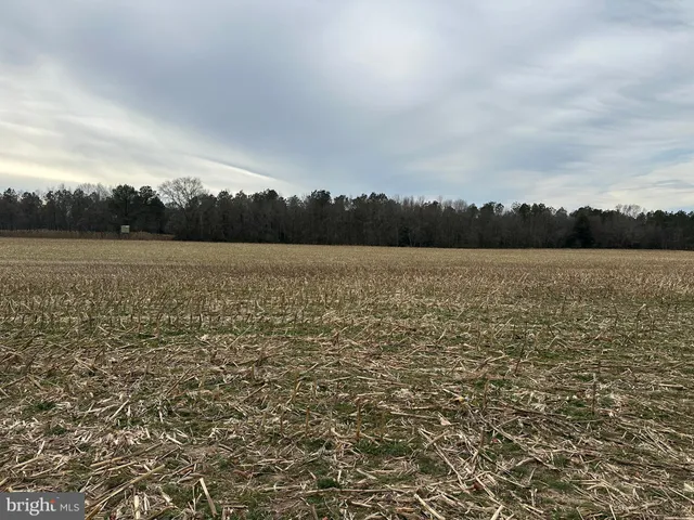 a view of a forest with trees in the background