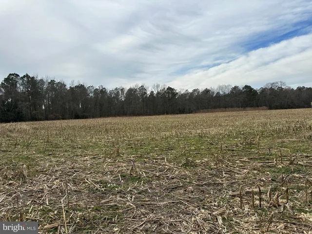 a view of a forest with trees