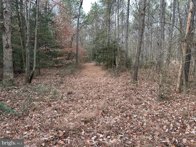 a view of a forest filled with trees