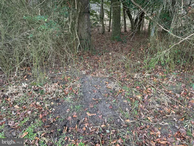 a view of a forest with trees