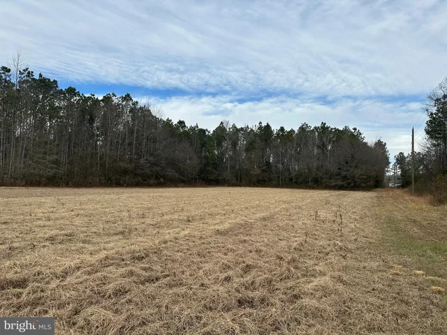 a view of a yard with large trees
